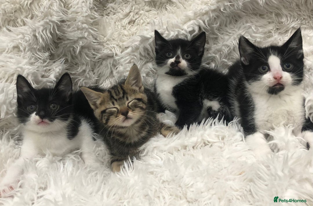 Mixed Breed cats for sale: Lovely kittens 8 weeks old  - Image 19