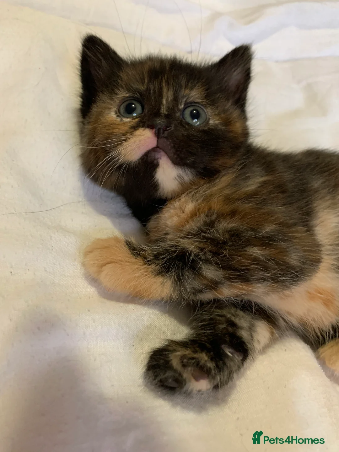 Turkish Angora cats for sale: 5 Turkish Angora kittens - 3 Girls/2 boys - Advert 8