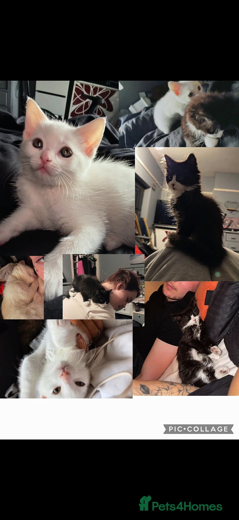 Mixed Breed cats 2 beautiful affectionate kittens ready to love u❣️ - Advert 1