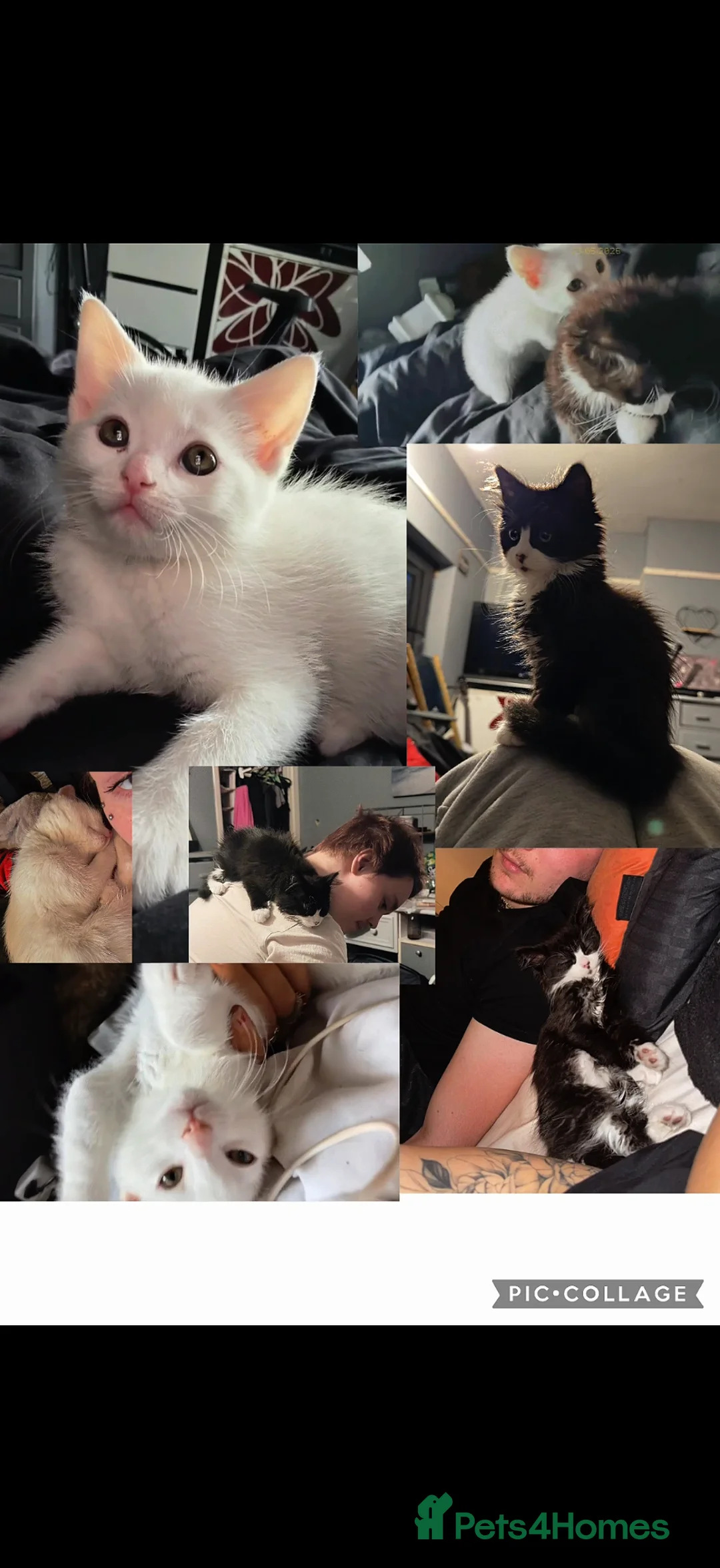 Mixed Breed cats for sale: 2 beautiful affectionate kittens ready to love u❣️ - Advert 1