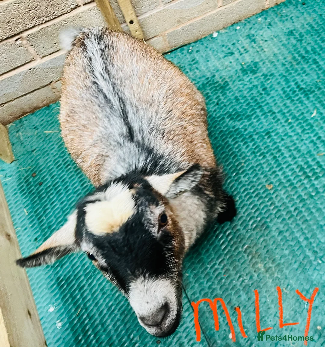 Goats livestock for sale: Pygmy goats, disbudded nanny’s  - Advert 11