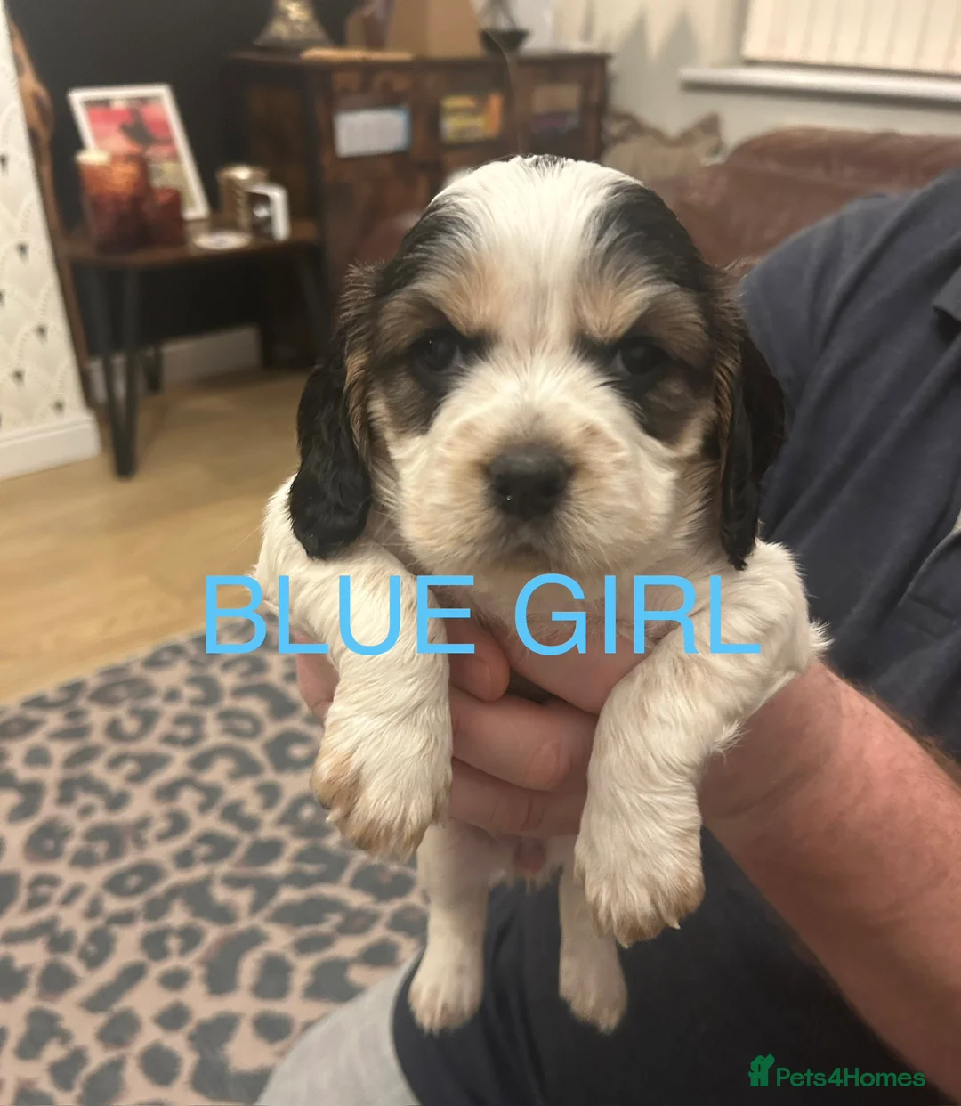 Sprocker dogs for sale: Sprocker Spaniel Puppies - Advert 1