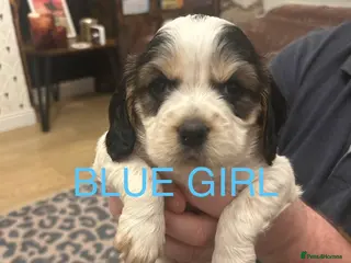 Sprocker dogs Sprocker Spaniel Puppies - Advert 2