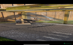 Rex rabbits for sale: 2 y/o Lavender - Image 2
