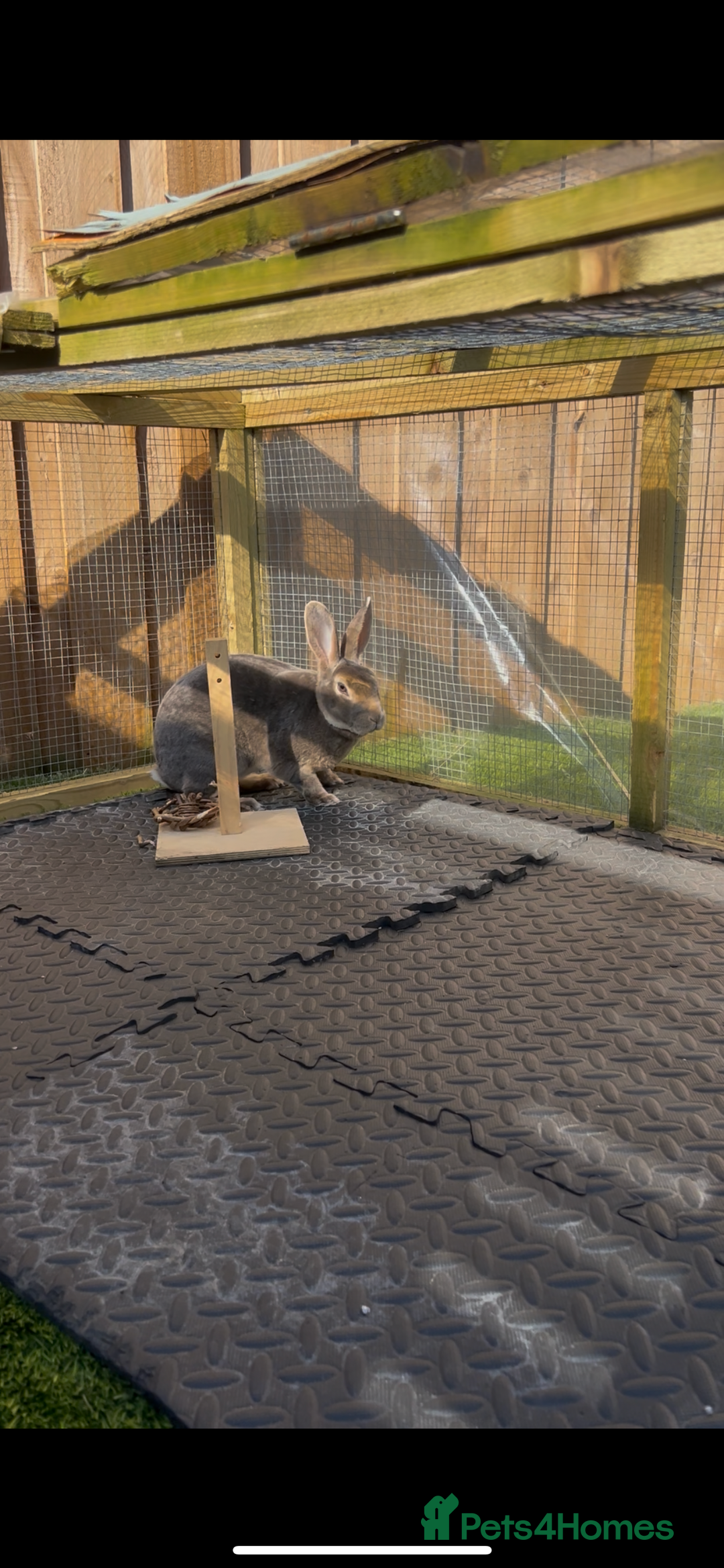 Rex rabbits for sale: 2 y/o Lavender - Image 2