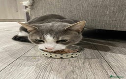 Mixed Breed cats for sale: FOR FREE -Male cat looking for new home  - Image 5