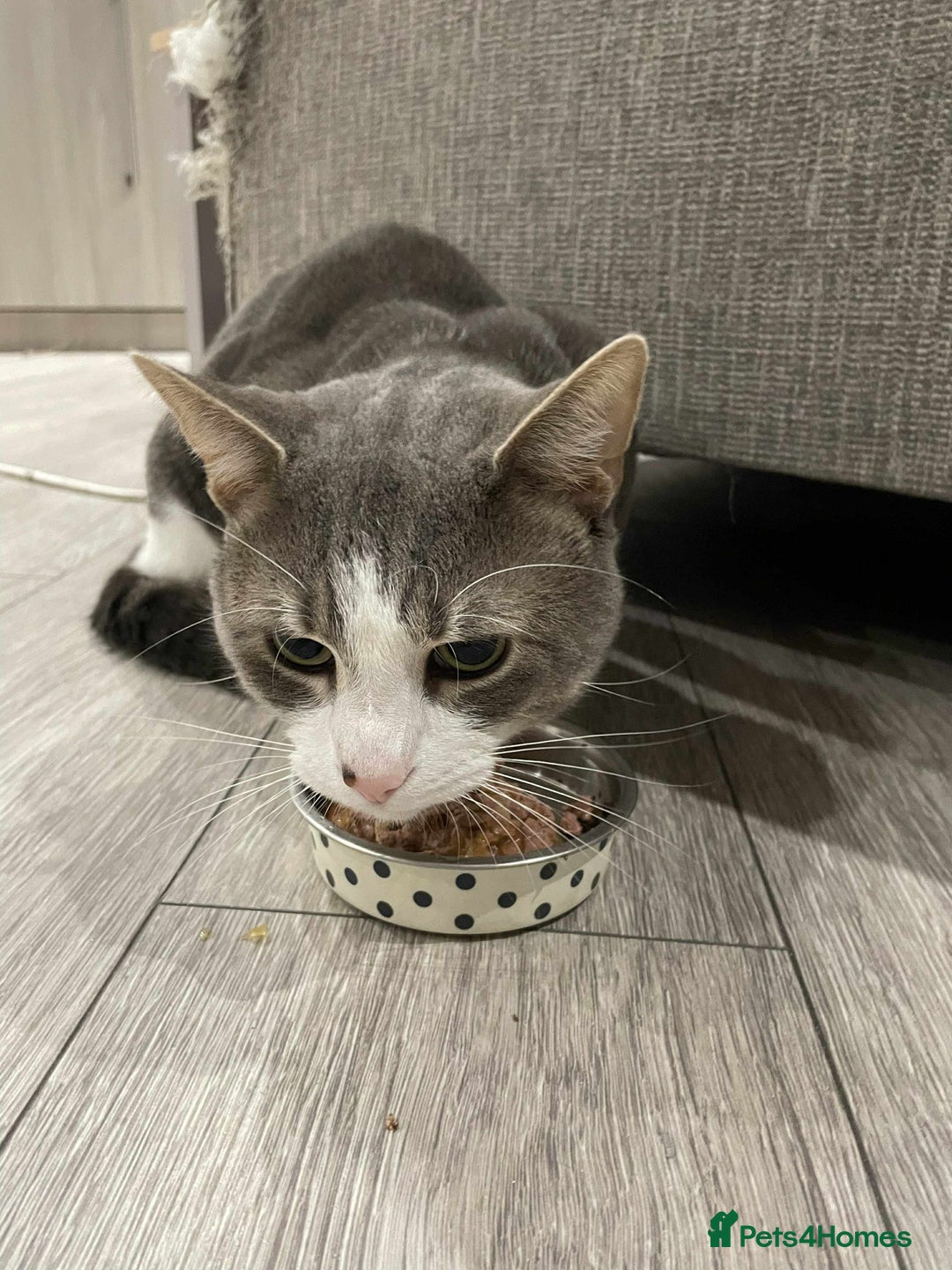 Mixed Breed cats for sale: FOR FREE -Male cat looking for new home  - Image 5