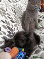 British Shorthair cats Beautiful kittens - Advert 6