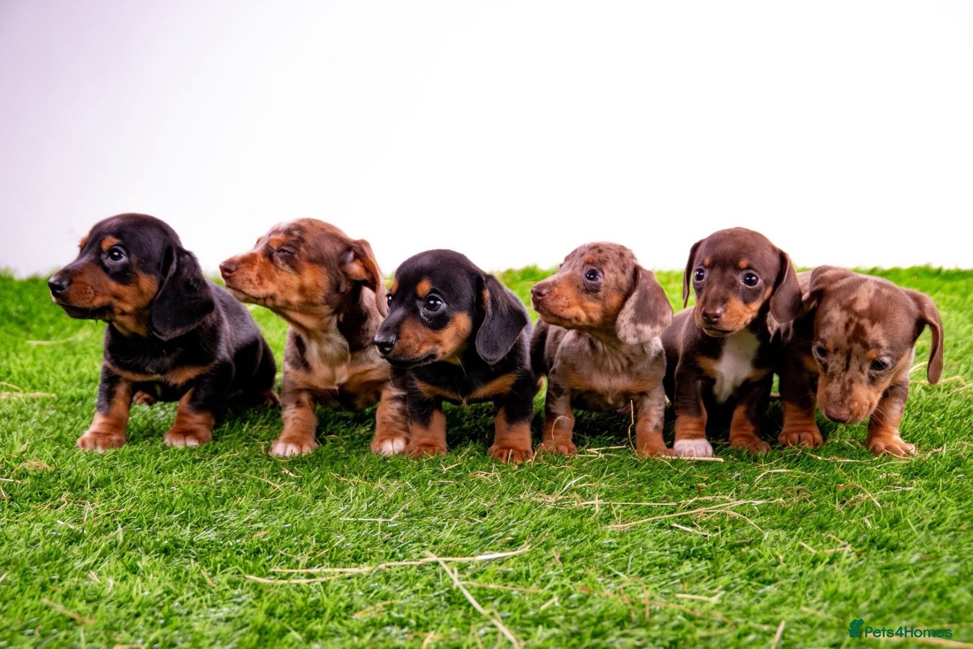 Miniature Dachshund dogs for sale: Stunning kc registered miniature dachshund puppies - Advert 2