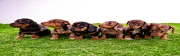 Miniature Dachshund dogs for sale: Stunning kc registered miniature dachshund puppies in Evesham - Advert 1