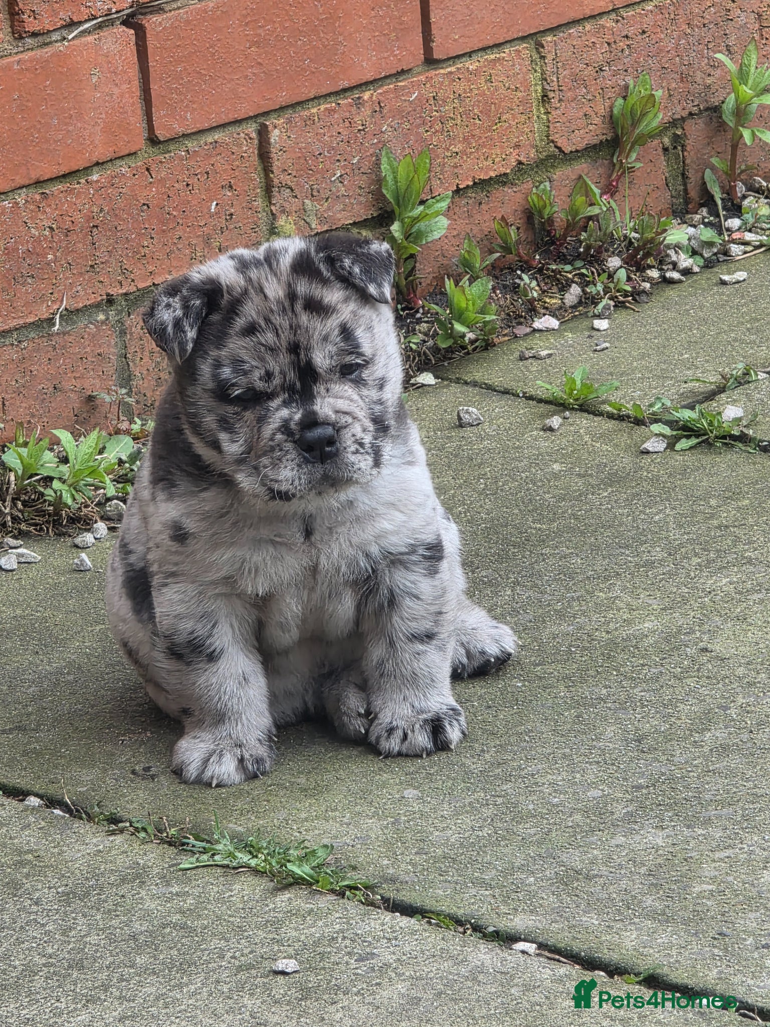 Mixed Breed dogs BEAUTIFUL MERLE BOY  - Advert 13