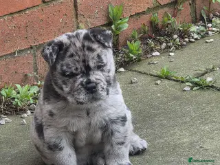 Mixed Breed dogs BEAUTIFUL MERLE BOY - Advert 13