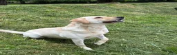 Labrador Retriever dogs for sale: 1 black male labrador puppy - Advert 14