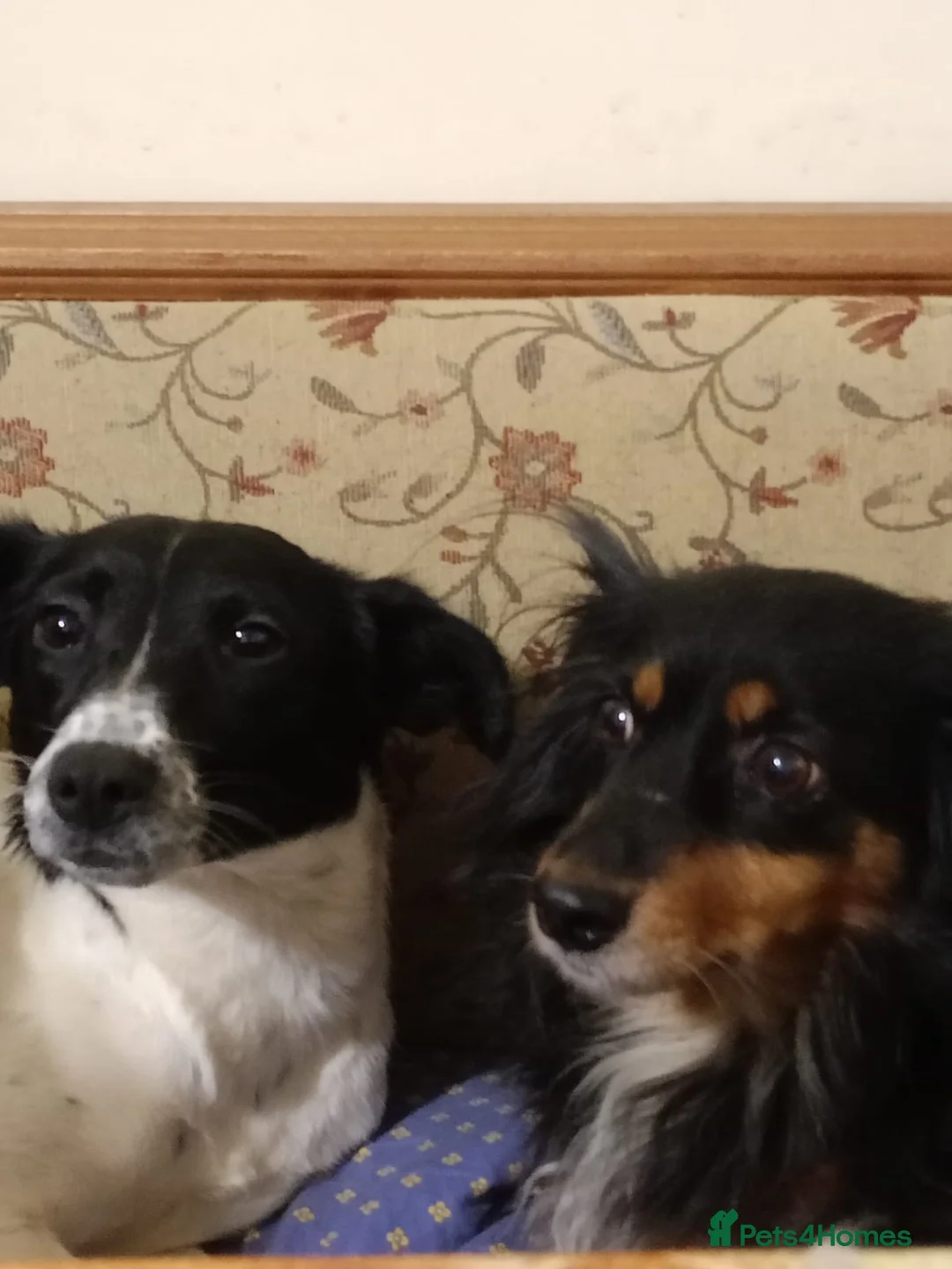 Mixed Breed dogs for adoption: ❤️MATILDA❤️ 10 months, low medium below the knee) - Advert 7