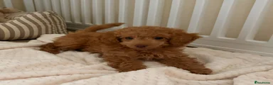 Cockapoo 5