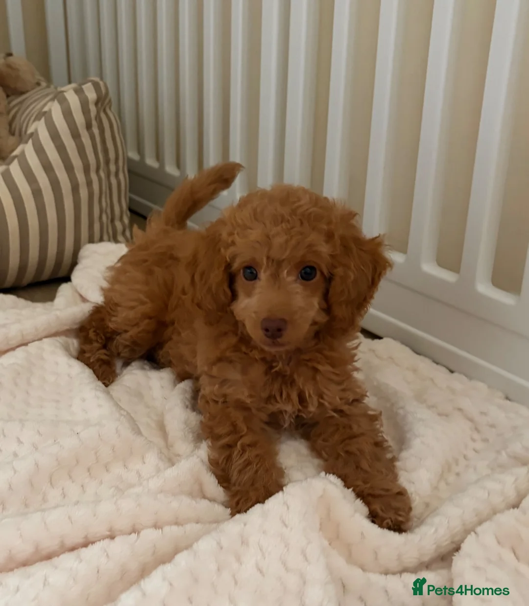 Cockapoo dogs for sale: Stunning F1B cockapoo puppies   - Advert 18