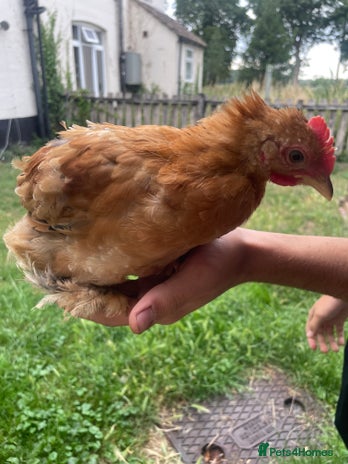 Chickens poultry - Advert 11