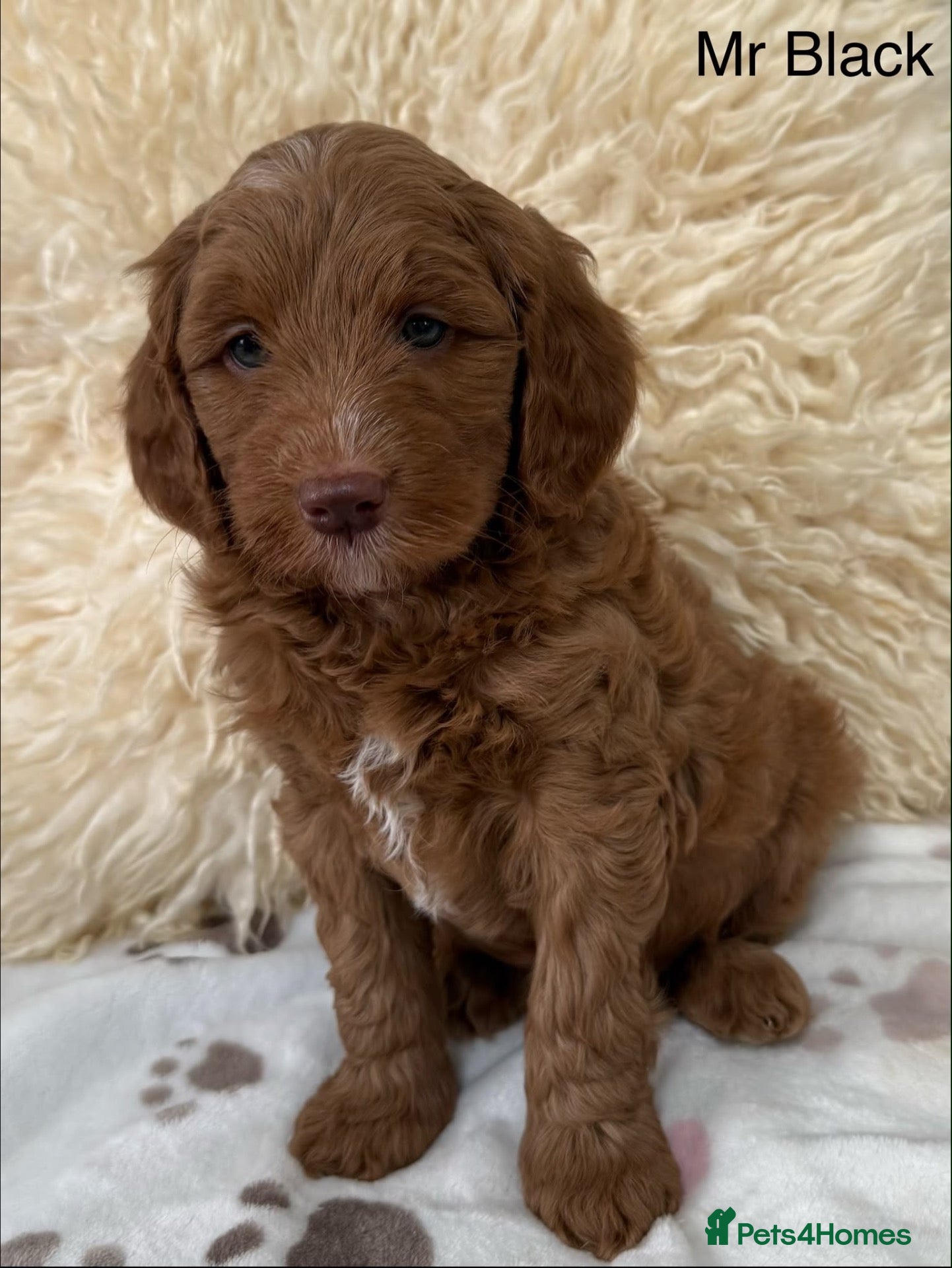 Mini Goldendoodle dogs Stunning Miniature Goldendoodle Puppies - Advert 1