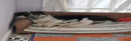 Mixed Breed dogs for adoption: Astor, currently residing in East Sussex in Hailsham - Advert 5
