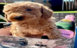Cockapoo dogs for sale: Mini Cockapoo Puppies Kent - Image 8