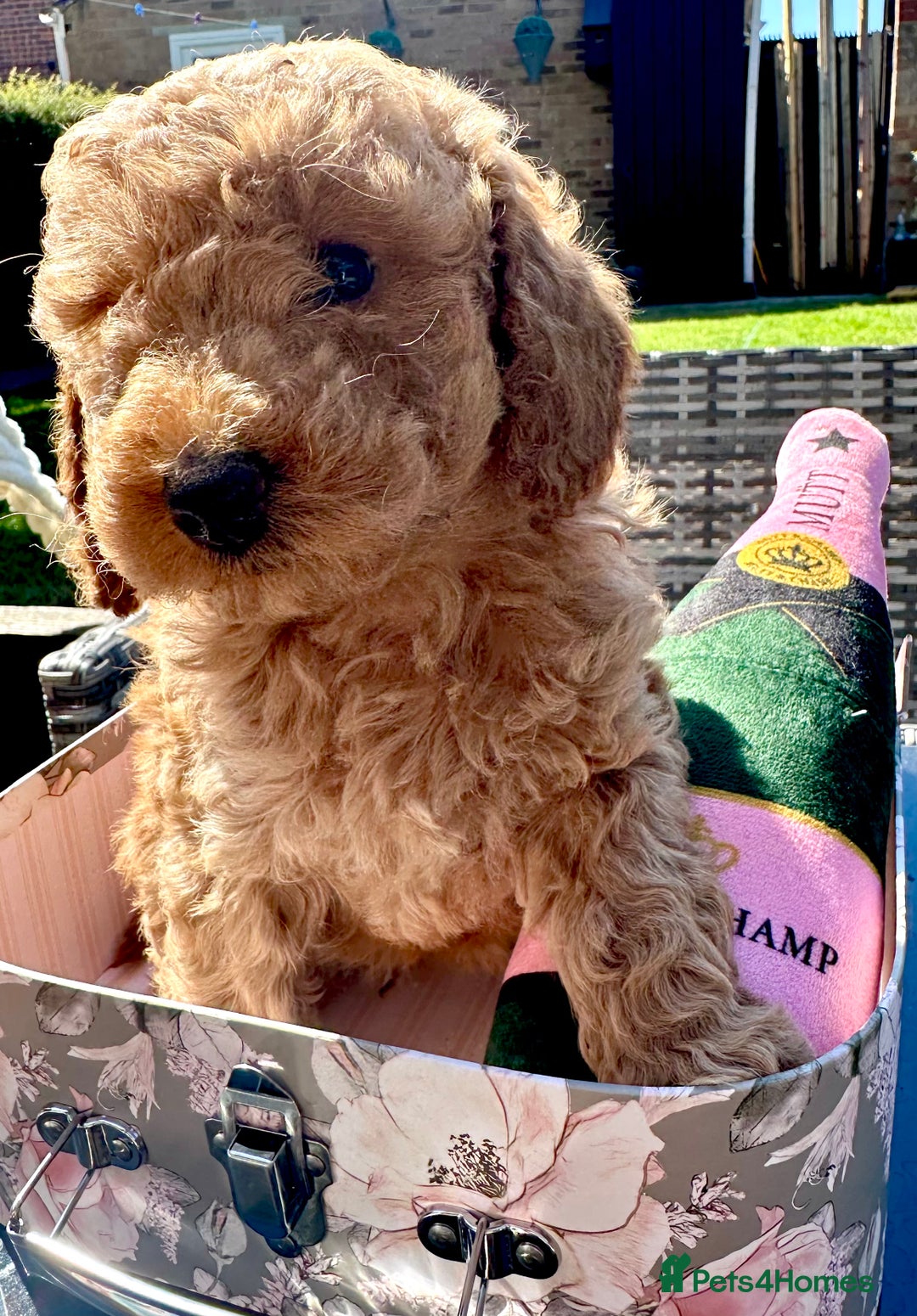 Cockapoo dogs for sale: Mini Cockapoo Puppies Kent - Image 8