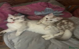 Scottish Fold cats for sale: Beautiful Scottish fold baby’s  in Reading - Image 23