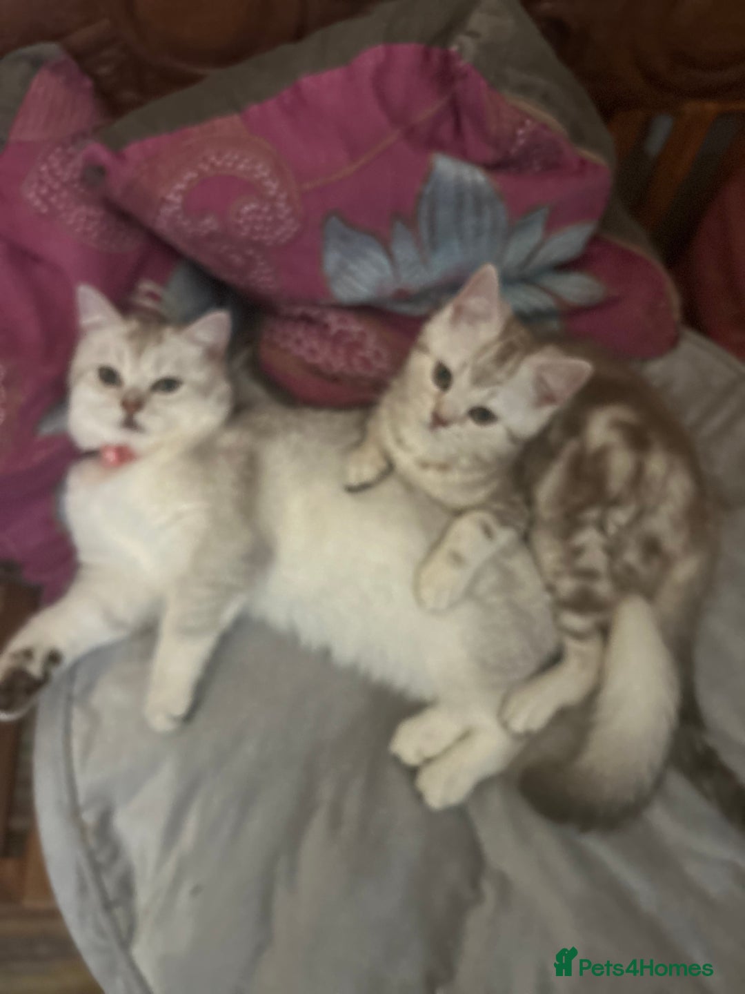 Scottish Fold cats for sale: Beautiful Scottish fold baby’s  in Reading - Image 23