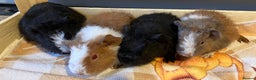 Guinea Pig rodents for sale: Gorgeous teddy girls - Advert 4