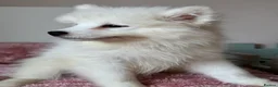 Samoyed dogs for sale: Exceptional Crufts-Line Samoyeds | Health Tested - Advert 2