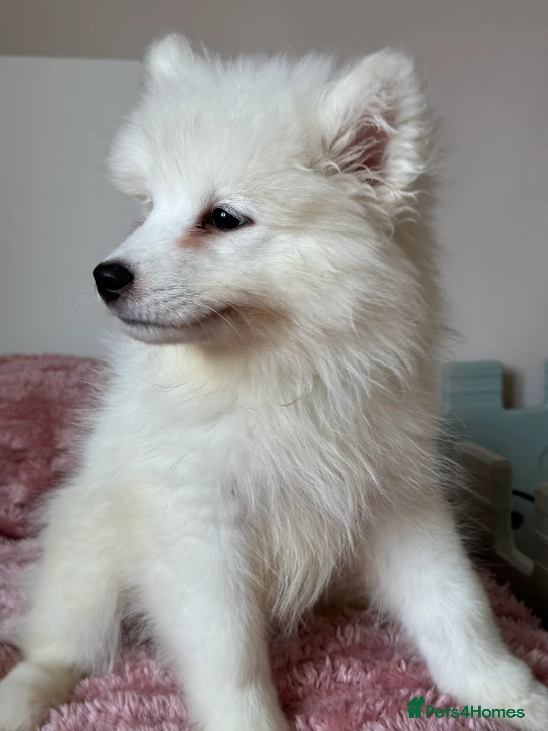 Samoyed dogs for sale: Exceptional Crufts-Line Samoyeds | Health Tested - Advert 2