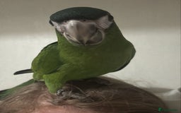 Parrots birds for sale: Hanah macaw baby - Image 1