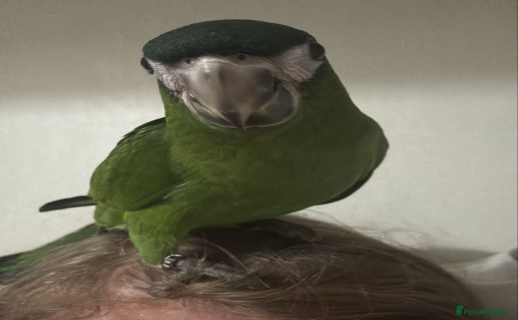 Parrots birds - Advert 10