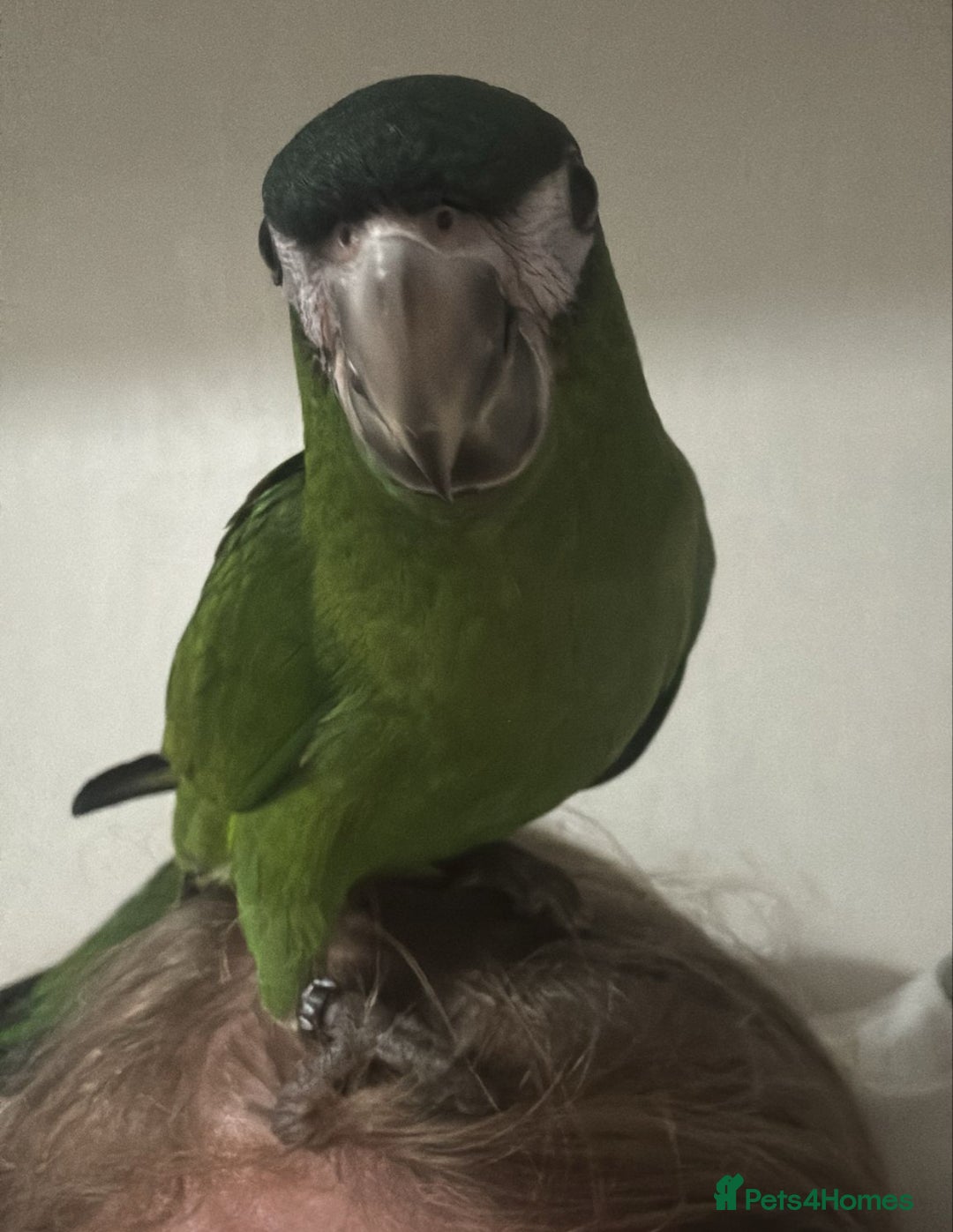 Parrots birds for sale: Hanah macaw baby - Image 1
