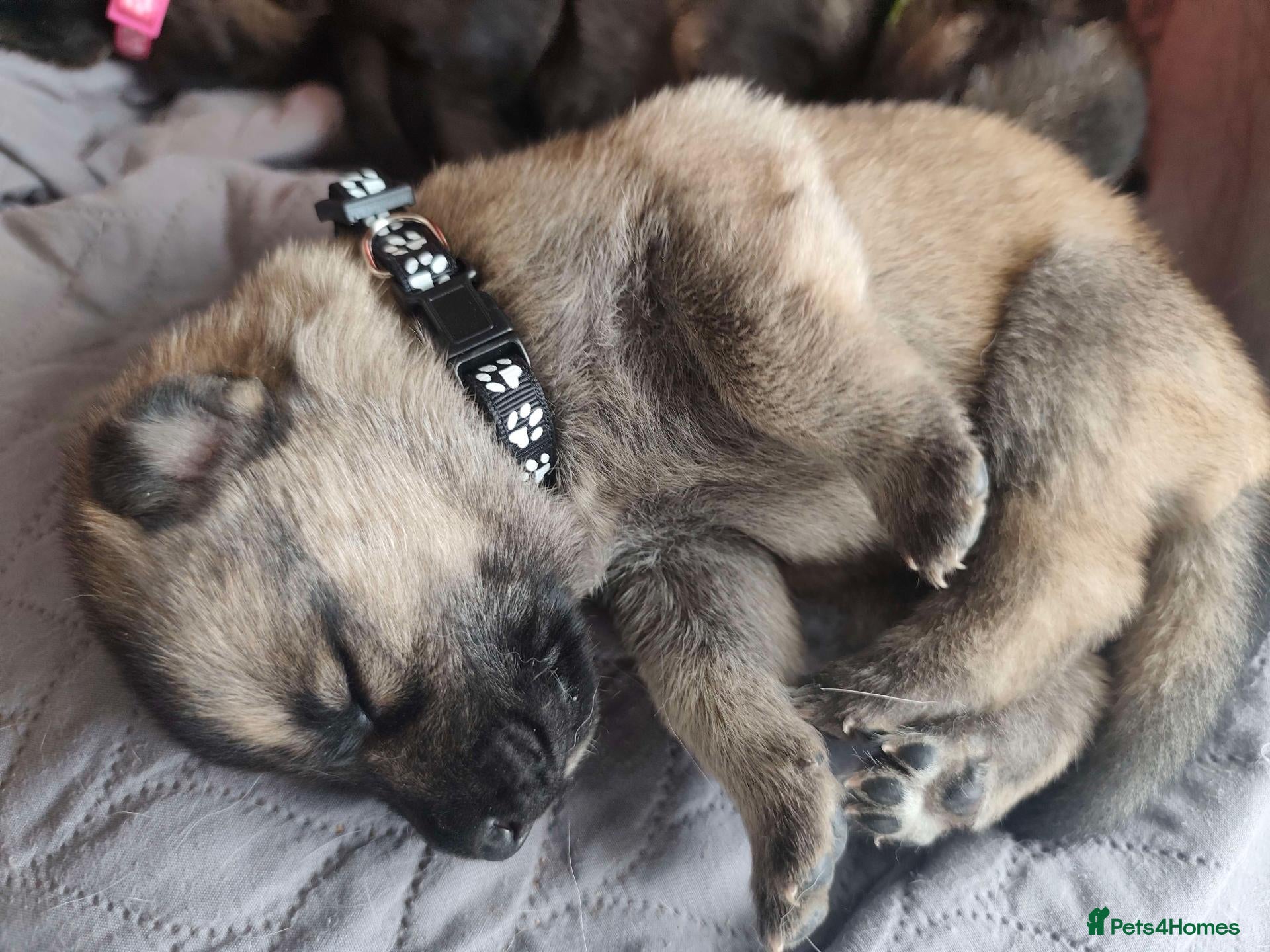 Mixed Breed dogs German Shepherd x Husky/Northern Inuit Puppies - Advert 5