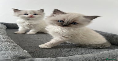 Ragdoll cats - Advert 5