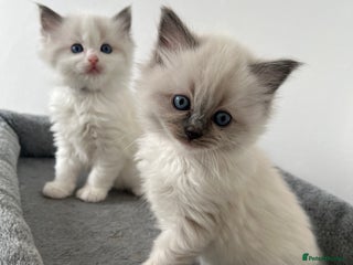 Ragdoll cats - Advert 2