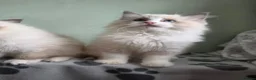 Ragdoll cats for sale: GCCF-registered Ragdoll kittens - Advert 13
