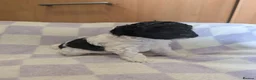 Miniature Poodle dogs for sale: Two beautiful boy miniature poodles - Advert 17