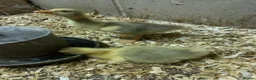 Mixed Breed livestock for sale: One week old tame Embdens goslings - Advert 2