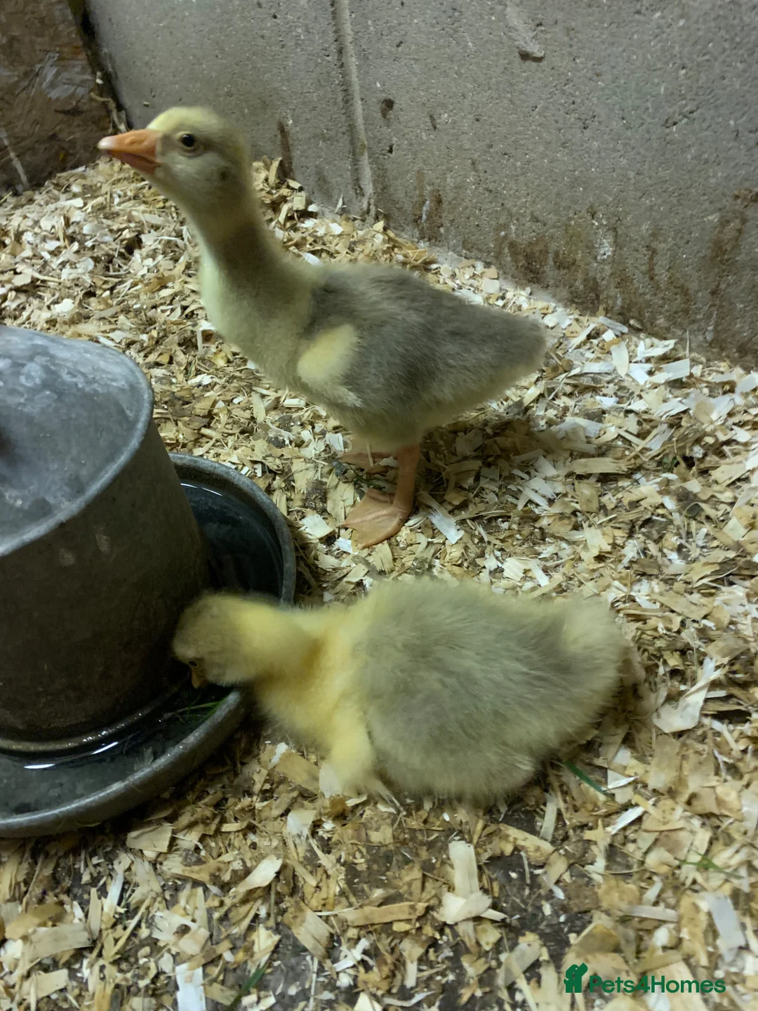 Mixed Breed livestock for sale: One week old tame Embdens goslings - Advert 2