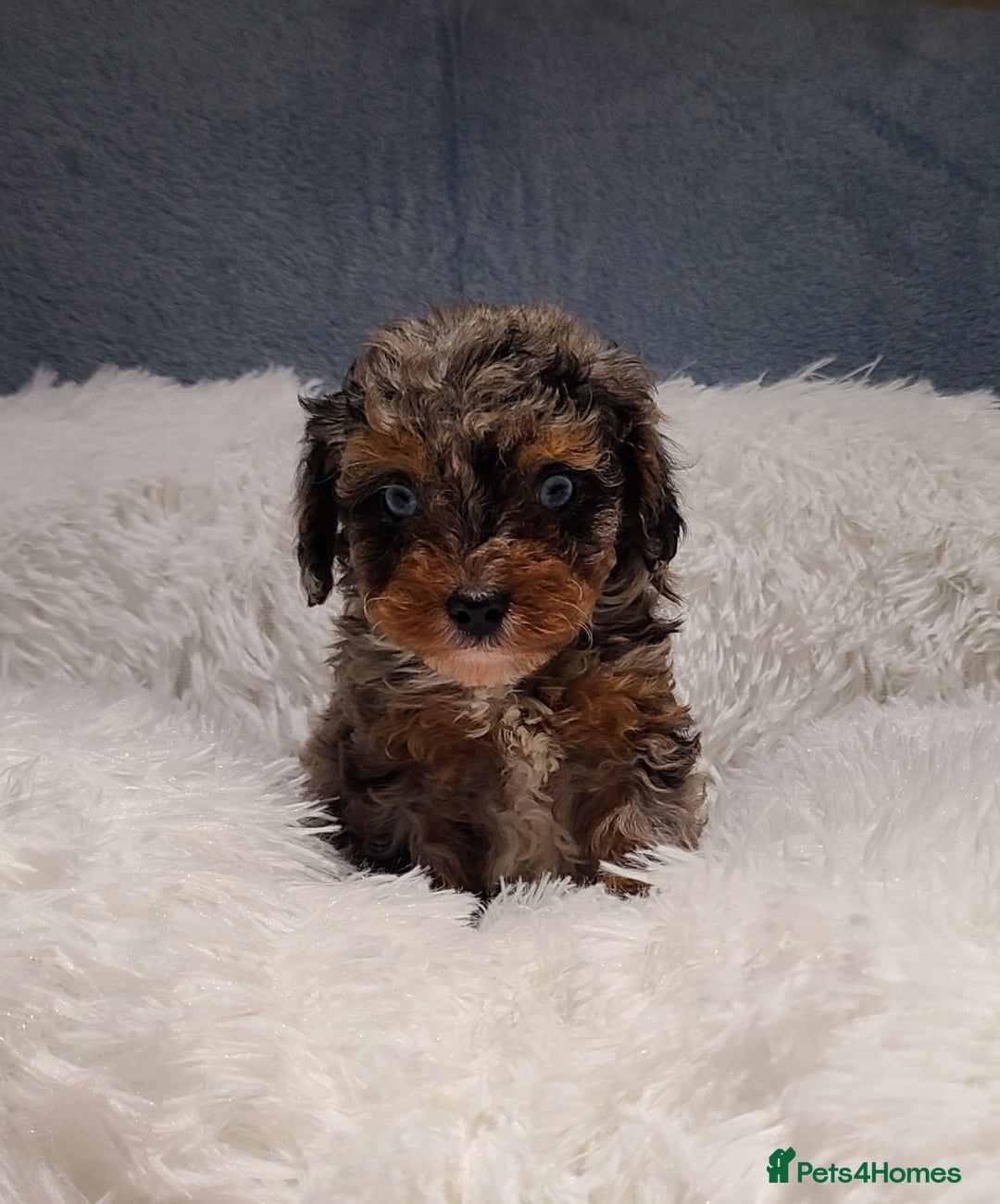 Cavapoo dogs for sale: Stunning Toy Cavapoo Puppies DNA Tested Parents - Advert 12