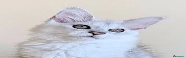 Maine Coon 1