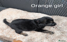 Mixed Breed dogs for sale: Golden Shepherd Puppies  - Image 23