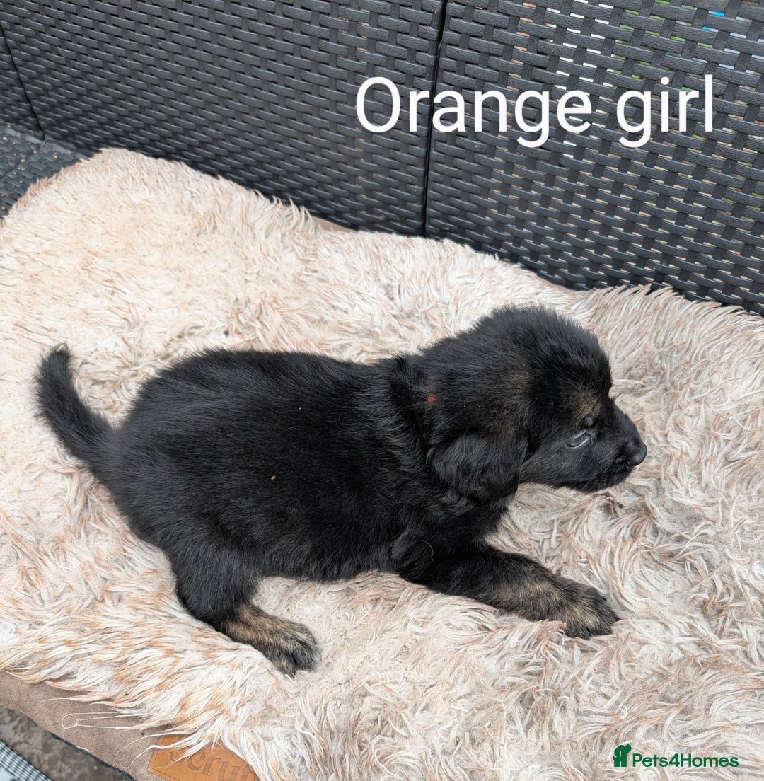 Mixed Breed dogs for sale: Golden Shepherd Puppies  - Image 23