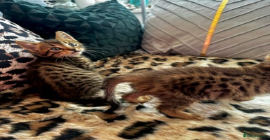 Egyptian Mau cats - Advert 5