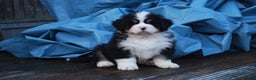 Bernese Mountain Dog dogs for sale: Beautiful pups from fully health tested patents - Advert 4