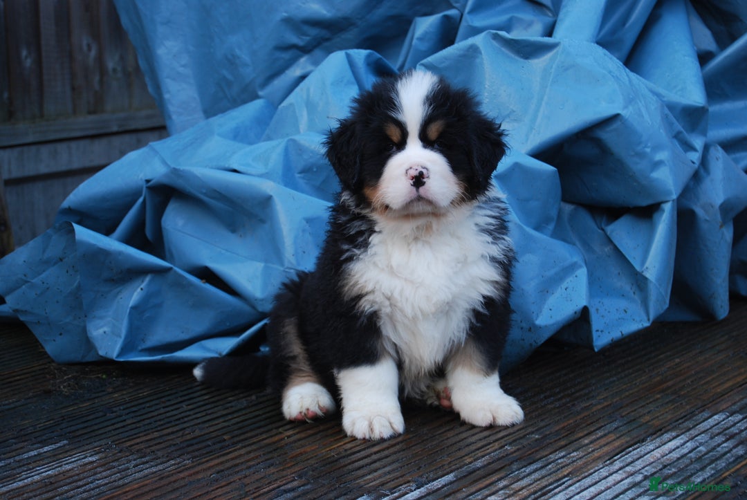 Bernese Mountain Dog dogs for sale: Beautiful pups from fully health tested patents - Advert 4