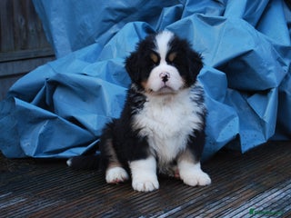 Bernese Mountain Dog dogs Beautiful pups from fully health tested patents - Advert 5