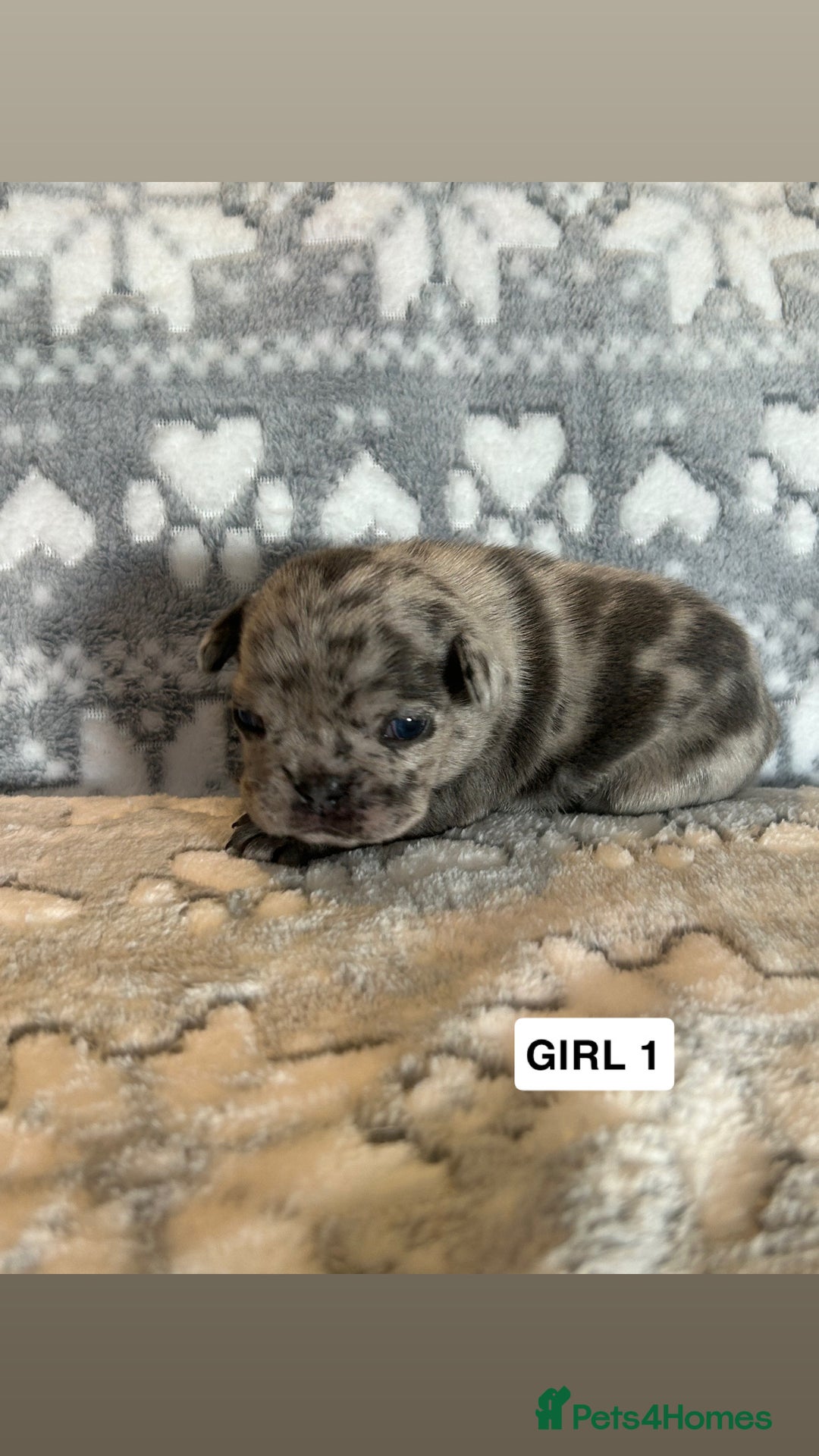 French Bulldog dogs for sale: gorgeous frenchie pups available 🥰 - Advert 10