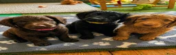 Cockapoo dogs for sale: Stunning Cockapoo Puppies  - Advert 10